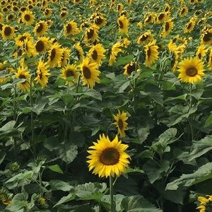 Meet your Posher, Lana